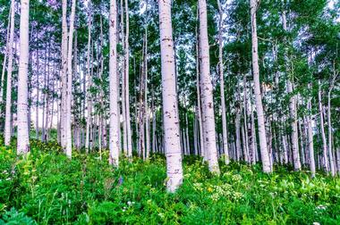 Aspen