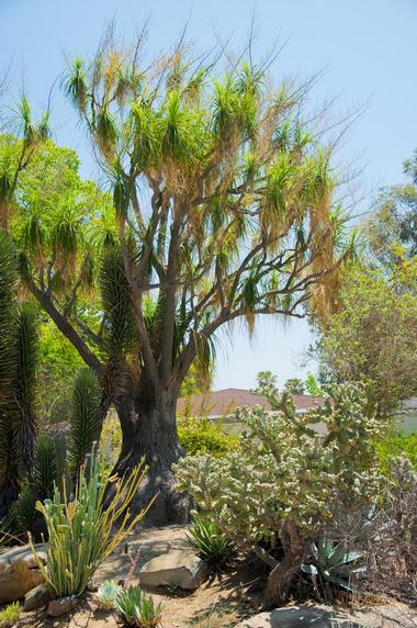Ethel M Chocolates' Botanical Cactus Garden, Nevada