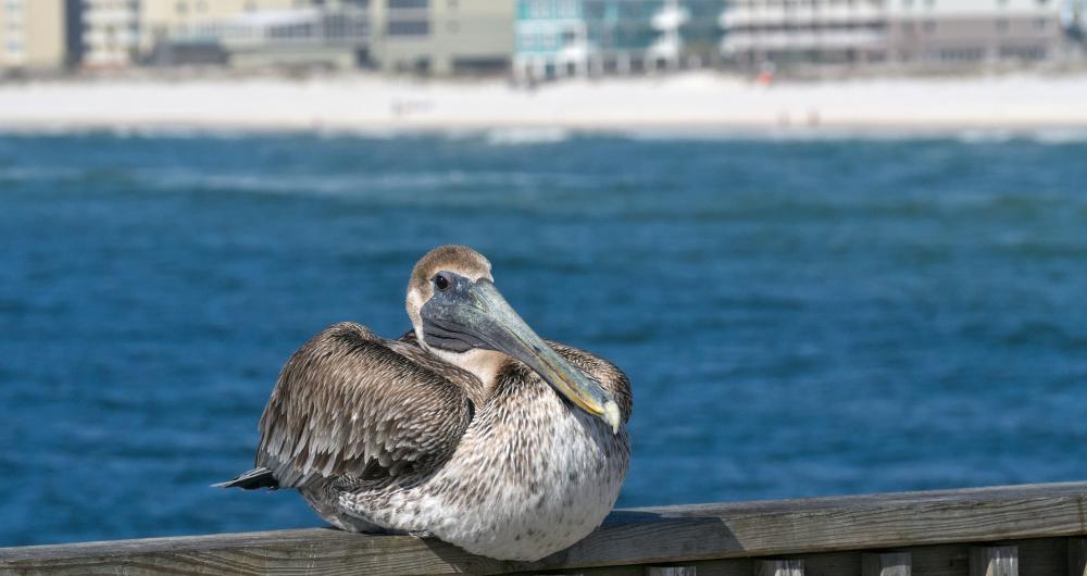 15 Best Things to Do in Gulf Shores, Alabama