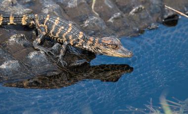 Charlotte Harbor Environmental Center