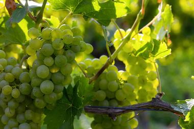 Ankeny Vineyard