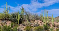 14 Best Things to Do in Wickenburg, AZ