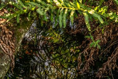 Fern Forest Nature Center