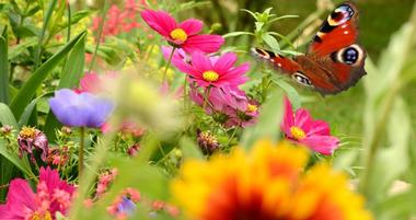 The Bernice Garden